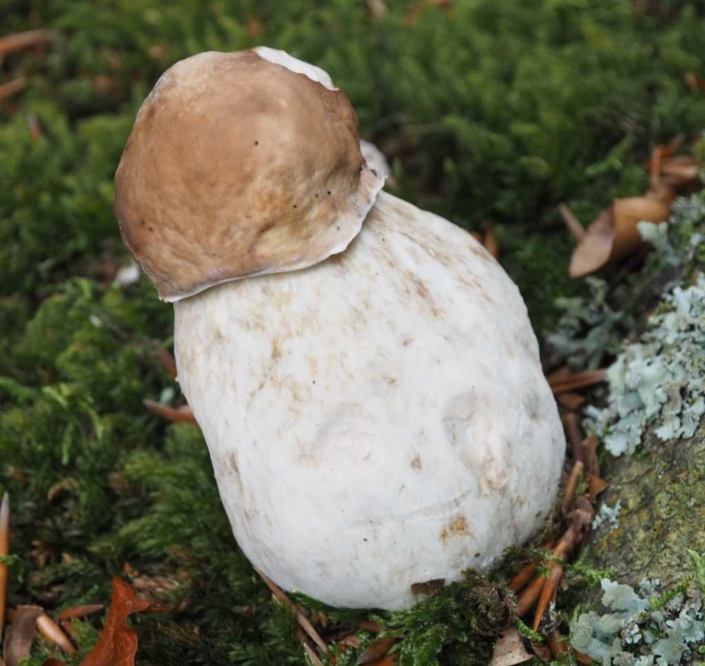 Aan de voet van een beuk